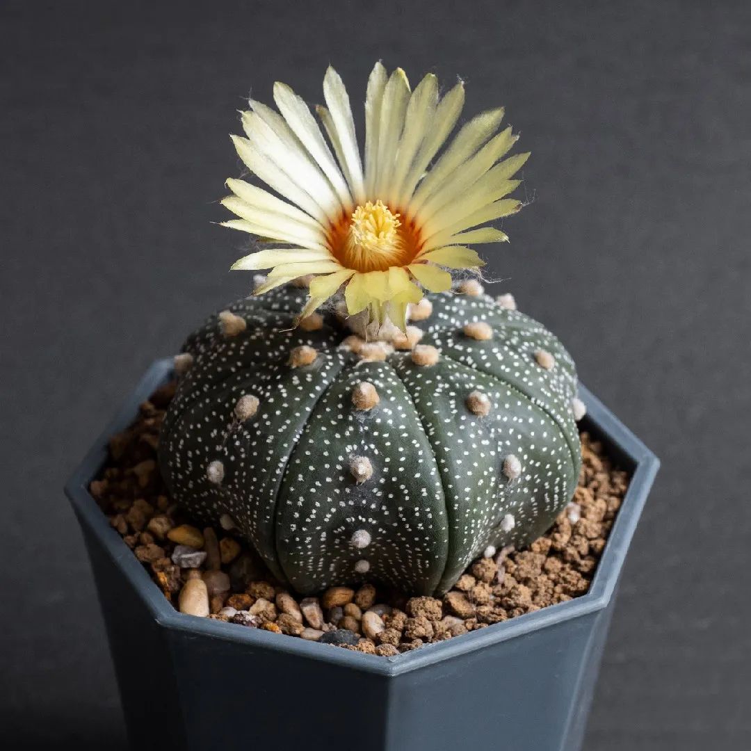 Astrophytum