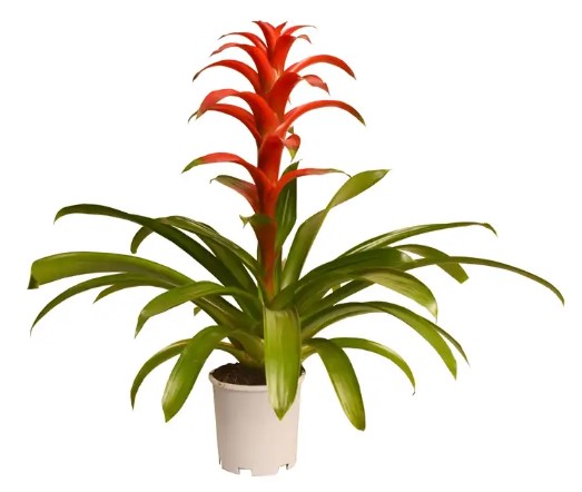 Bromeliad