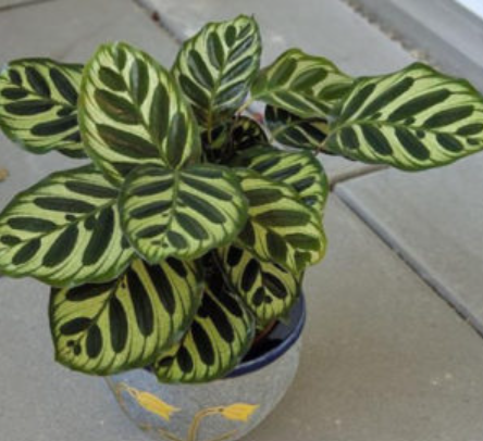 Calathea