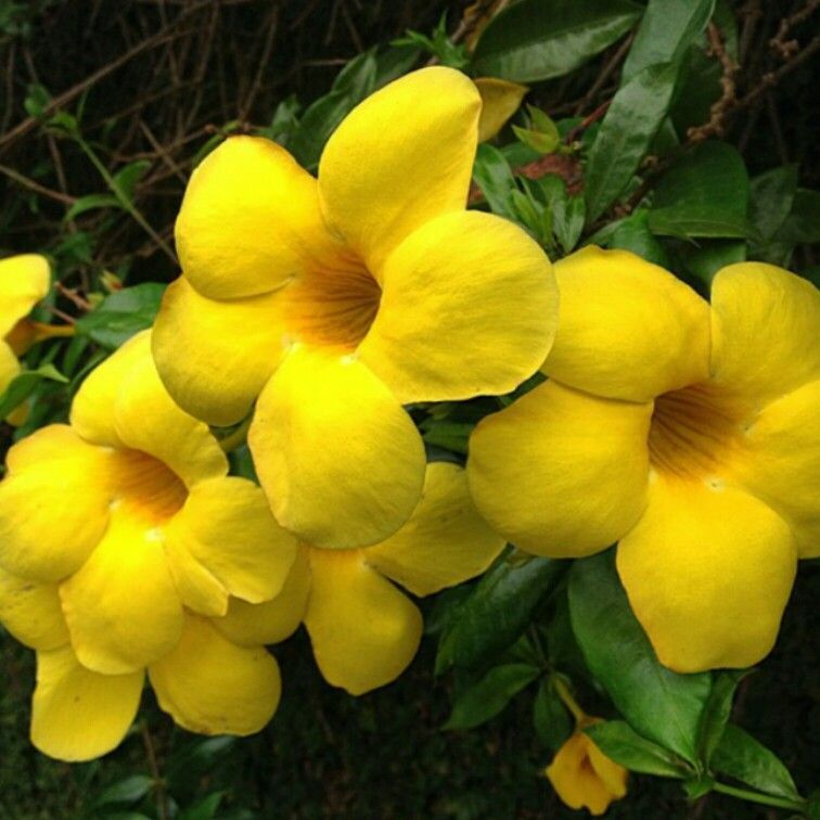 Alamanda