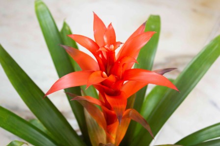 Bromeliad