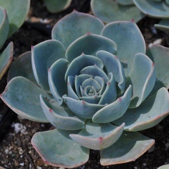Echeveria