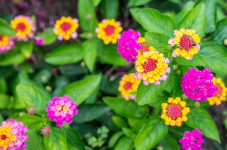 Lantana