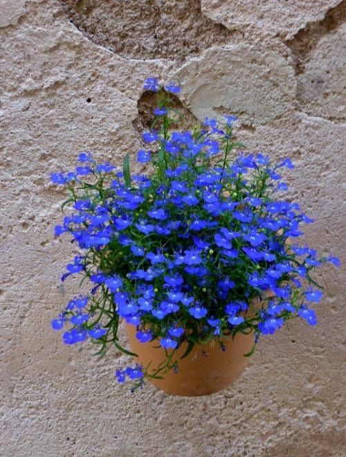 Lobelia