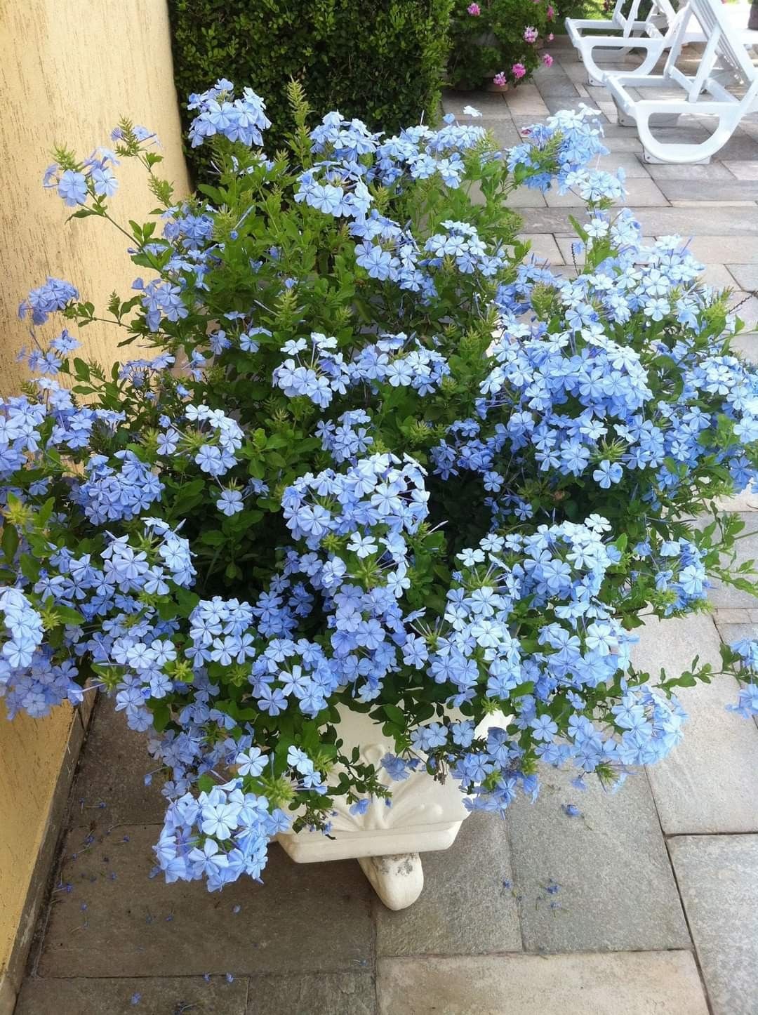 Plumbago